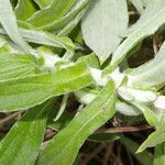 Pseudognaphalium elegans habit picture by Nelson Zamora Villalobos (cc-by-nc)