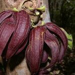 Sapranthus palanga flower picture by Nelson Zamora Villalobos (cc-by-nc)