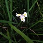 Dietes grandiflora flower picture by Olmos Sergio (cc-by-sa)