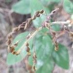 Desmodium tortuosum fruit picture by Trap Hers (cc-by-sa)