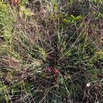 Eragrostis spectabilis leaf picture by Prescott Bergh (cc-by-sa)