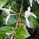 Lonicera japonica flower picture by cinghiale (cc-by-sa)