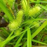 Carex lurida flower picture by Matthew Campbell (cc-by-sa)