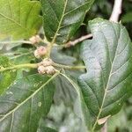 Quercus petraea flower picture by Nikolas Mandl (cc-by-sa)