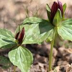 Trillium cuneatum habit picture by Maarten Vanhove (cc-by-sa)