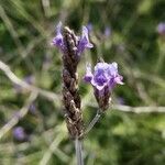 Lavandula multifida flower picture by Santoyo Javier (cc-by-sa)