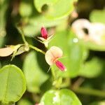 Calopogonium mucunoides flower picture by Nelson Zamora Villalobos (cc-by-nc)