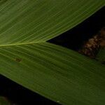 Synechanthus warscewiczianus leaf picture by Nelson Zamora Villalobos (cc-by-nc)