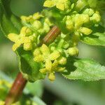 Cruciata glabra flower picture by Emanuele Santarelli (cc-by-sa)