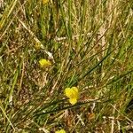 Linum volkensii habit picture by susan brown (cc-by-sa)