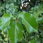 Prunus ilicifolia leaf picture by Johnny Poppyseed (cc-by-sa)