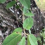 Ficus aurea leaf picture by Hernandez (cc-by-sa)