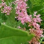 Filipendula rubra flower picture by Margaret Rogers (cc-by-sa)