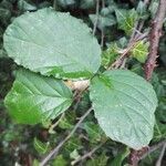 Rubus macrophyllus leaf picture by Jonathan Masson (cc-by-sa)