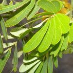 Senna skinneri leaf picture by Nelson Zamora Villalobos (cc-by-nc)