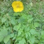 Papaver cambricum habit picture by raphaelh (cc-by-sa)