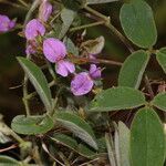 Galactia argentea habit picture by Nelson Zamora Villalobos (cc-by-nc)