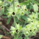 Stachys annua fruit picture by Jacques Maréchal (cc-by-sa)