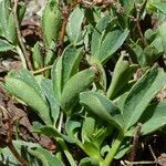 Sibbaldia procumbens leaf picture by Fabien Anthelme (cc-by-sa)