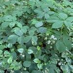 Rubus scaber habit picture by Kleiner Prinz (cc-by-sa)