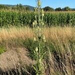 Dipsacus sativus habit picture by Gilles Istin (cc-by-sa)