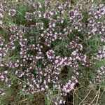 Thymus algeriensis flower picture by Greg Sainte-Marie (cc-by-sa)