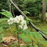 Sorbus aucuparia flower picture by Burnens André (cc-by-sa)