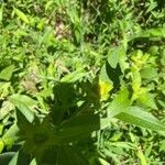 Silphium asteriscus leaf picture by TJ Mo (cc-by-sa)