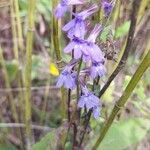 Lobelia puberula flower picture by Katy Ray (cc-by-sa)