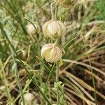 Helianthemum apenninum fruit picture by Gerd Suessbier (cc-by-sa)