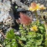 Geum reptans fruit picture by Romain Lorrilliere (cc-by-sa)