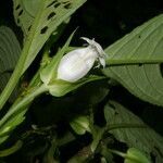 Drymonia lanceolata flower picture by Nelson Zamora Villalobos (cc-by-nc)