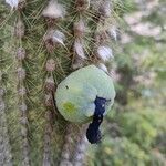 Pilosocereus piauhyensis fruit picture by Gabriel Ollivier (cc-by-sa)