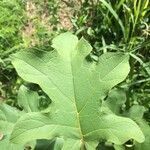 Solanum robustum leaf picture by Hugo SANTACREU (cc-by-sa)