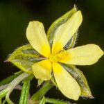 Helianthemum aegyptiacum flower picture by Martin Bishop (cc-by-sa)