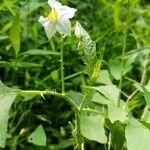 Solanum carolinense flower picture by Arielle Ninety-One (cc-by-sa)