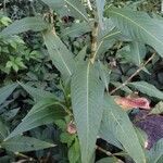 Phytolacca americana leaf picture by Bob Arnold (cc-by-sa)