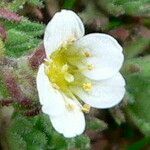 Saxifraga magellanica flower picture by Fabien Anthelme (cc-by-sa)