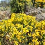 Genista tricuspidata flower picture by ruiz diego (cc-by-sa)