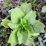 Amaranthus blitum leaf picture by wudi (cc-by-sa)