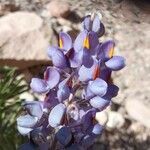 Lupinus oreophilus flower picture by Gabriel Ollivier (cc-by-sa)