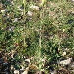 Myagrum perfoliatum habit picture by Sylvain Piry (cc-by-sa)