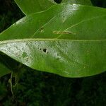 Neomirandea araliifolia leaf picture by Nelson Zamora Villalobos (cc-by-nc)