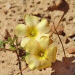 Oxalis obtusa flower picture by Boon Daniel (cc-by-sa)