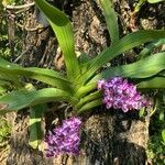 Rhynchostylis gigantea flower picture by Pat.y (cc-by-sa)