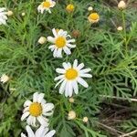 Argyranthemum haouarytheum flower picture by Mel Mun (cc-by-sa)