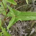 Rumex abyssinicus leaf picture by Henri Cognault (cc-by-sa)