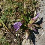 Gentianella austriaca flower picture by Otto Kasper (cc-by-sa)