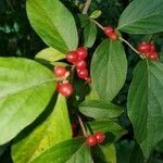 Ilex verticillata fruit picture by Jennifer Hopkins (cc-by-sa)