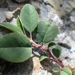 Cotoneaster integerrimus habit picture by Yoan MARTIN (cc-by-sa)